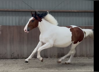 Connemara Mix, Stute, 3 Jahre, 147 cm, Schecke