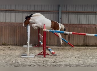 Connemara Mix, Stute, 3 Jahre, 147 cm, Schecke