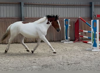 Connemara Mix, Stute, 3 Jahre, 147 cm, Schecke