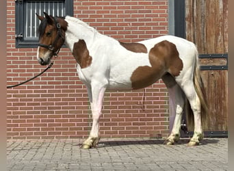 Connemara Mix, Stute, 3 Jahre, 147 cm, Schecke