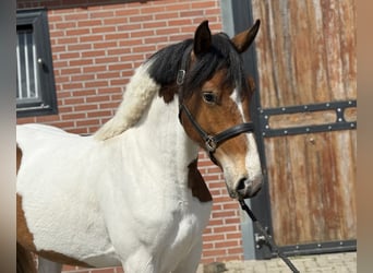 Connemara Mix, Stute, 3 Jahre, 147 cm, Schecke