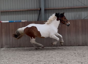 Connemara Mix, Stute, 3 Jahre, 147 cm, Schecke
