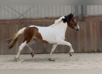 Connemara Mix, Stute, 3 Jahre, 147 cm, Schecke