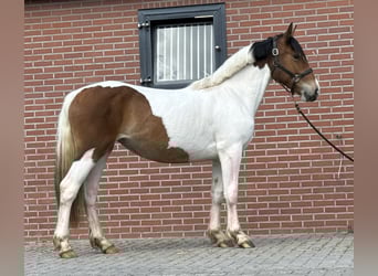 Connemara Mix, Stute, 3 Jahre, 147 cm, Schecke