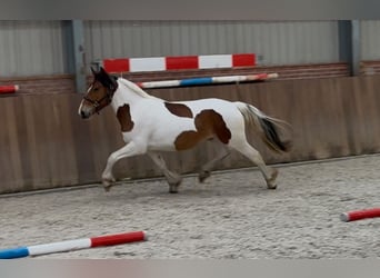 Connemara Mix, Stute, 3 Jahre, 147 cm, Schecke