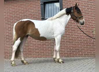 Connemara Mix, Stute, 3 Jahre, 147 cm, Schecke
