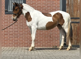 Connemara Mix, Stute, 3 Jahre, 147 cm, Schecke
