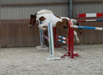Connemara Mix, Stute, 3 Jahre, 147 cm, Schecke