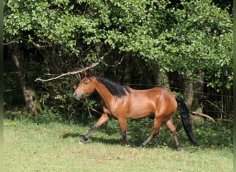 Connemara, Stute, 3 Jahre, 148 cm, Brauner
