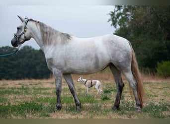 Connemara, Stute, 3 Jahre, 149 cm, Schimmel