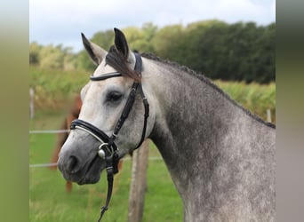 Connemara, Stute, 3 Jahre, 150 cm, Blauschimmel