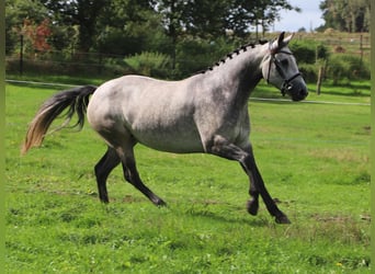 Connemara, Stute, 3 Jahre, 150 cm, Blauschimmel