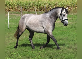 Connemara, Stute, 3 Jahre, 150 cm, Blauschimmel