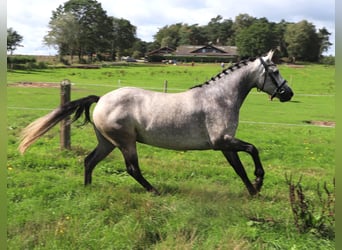 Connemara, Stute, 3 Jahre, 150 cm, Blauschimmel