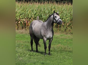 Connemara, Stute, 3 Jahre, 150 cm, Blauschimmel