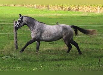 Connemara, Stute, 3 Jahre, 150 cm, Blauschimmel