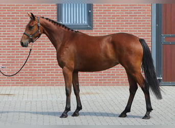 Connemara, Stute, 3 Jahre, 150 cm, Brauner