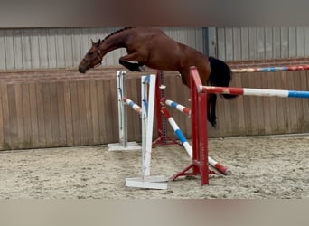 Connemara, Stute, 3 Jahre, 150 cm, Brauner