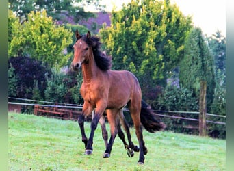 Connemara, Stute, 3 Jahre, 151 cm, Brauner