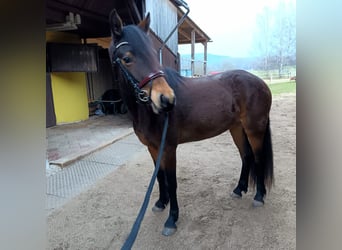 Connemara, Stute, 3 Jahre, 151 cm, Brauner