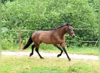 Connemara, Stute, 3 Jahre, 151 cm, Brauner