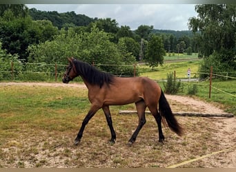 Connemara, Stute, 3 Jahre, 151 cm, Brauner