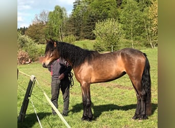 Connemara, Stute, 3 Jahre, 151 cm, Brauner