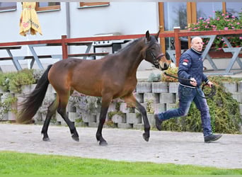 Connemara, Stute, 3 Jahre, 151 cm, Brauner