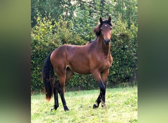 Connemara, Stute, 3 Jahre, 151 cm, Brauner