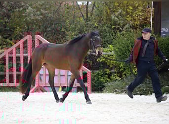 Connemara, Stute, 3 Jahre, 151 cm, Brauner