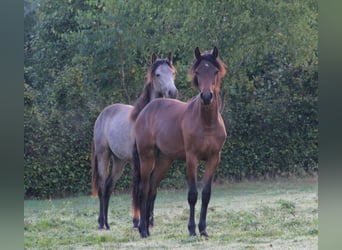 Connemara, Stute, 3 Jahre, 151 cm, Brauner