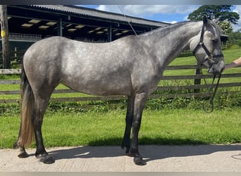 Connemara, Stute, 3 Jahre, 151 cm, Schimmel