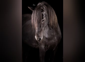 Connemara Mix, Stute, 3 Jahre, 155 cm, Schimmel