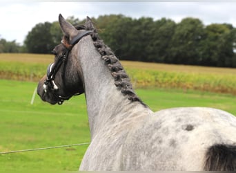Connemara, Stute, 3 Jahre, Roan-Red