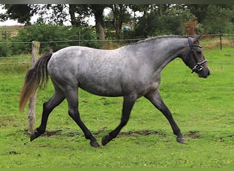 Connemara, Stute, 3 Jahre, Roan-Red