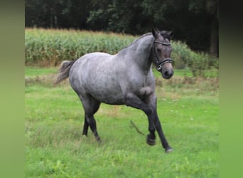 Connemara, Stute, 3 Jahre, Roan-Red