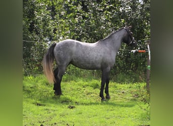 Connemara, Stute, 3 Jahre, Roan-Red