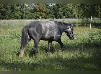 Connemara, Stute, 4 Jahre, 135 cm, Schimmel