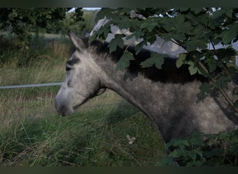 Connemara, Stute, 4 Jahre, 135 cm, Schimmel