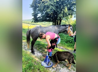Connemara, Stute, 4 Jahre, 135 cm, Schimmel