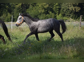 Connemara, Stute, 4 Jahre, 135 cm, Schimmel