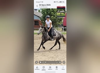 Connemara, Stute, 4 Jahre, 135 cm, Schimmel
