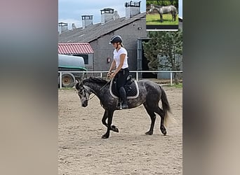 Connemara, Stute, 4 Jahre, 135 cm, Schimmel