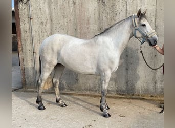 Connemara, Stute, 4 Jahre, 138 cm, Schimmel