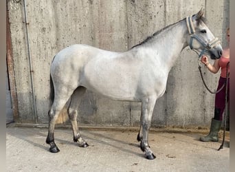 Connemara, Stute, 4 Jahre, 138 cm, Schimmel