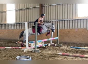 Connemara, Stute, 4 Jahre, 138 cm, Schimmel
