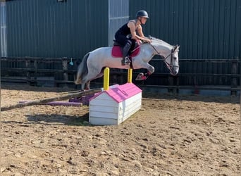 Connemara, Stute, 4 Jahre, 138 cm, Schimmel