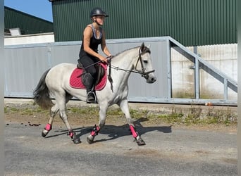Connemara, Stute, 4 Jahre, 138 cm, Schimmel
