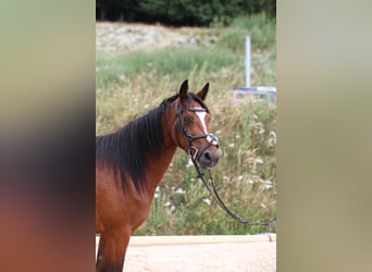 Connemara, Stute, 4 Jahre, 139 cm, Brauner