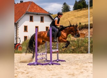 Connemara, Stute, 4 Jahre, 139 cm, Brauner